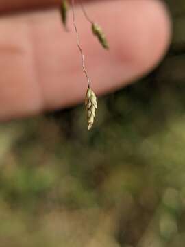 Sivun Eragrostis trichodes (Nutt.) Alph. Wood kuva