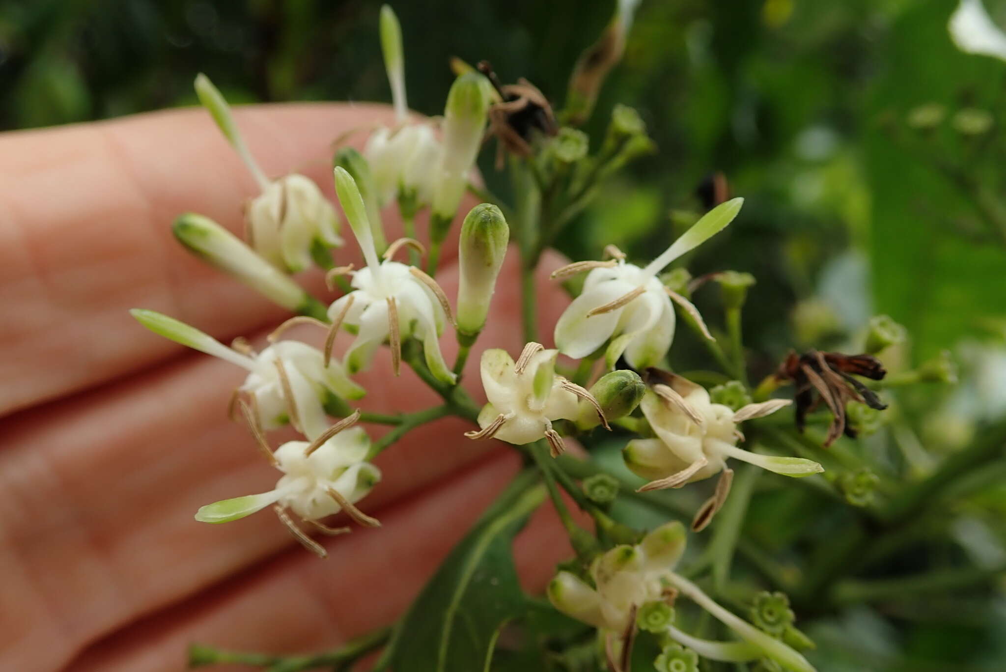 Image of Tarenna pavettoides subsp. pavettoides