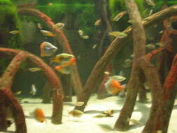 Image of Boeseman's Rainbowfish