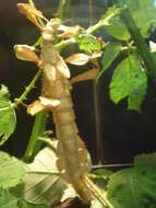 Image of giant stick insect