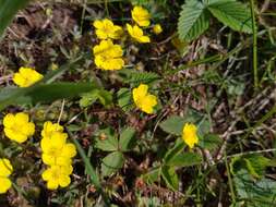 Image of Potentilla heptaphylla L.