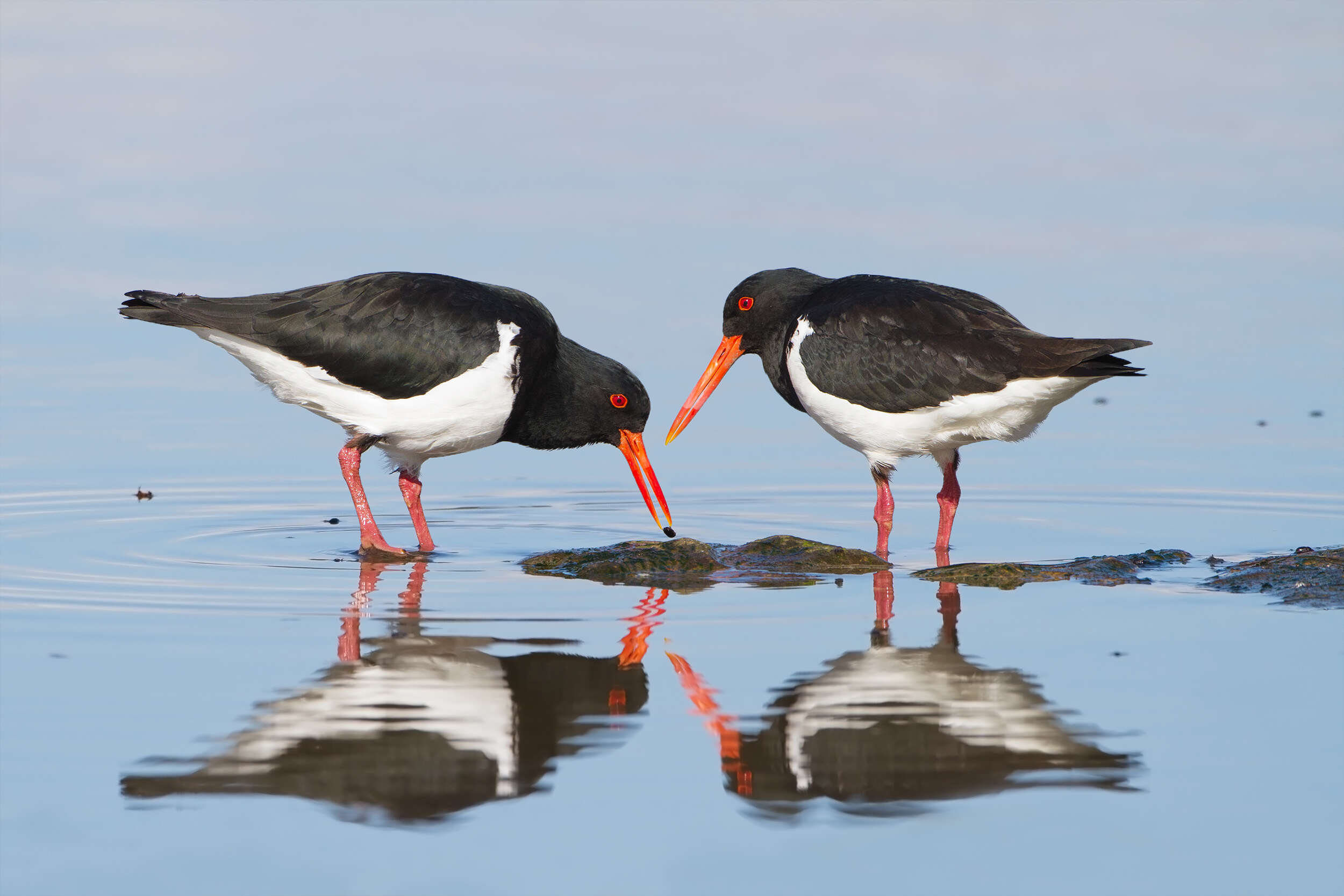 Image of Australian Pied Oystercatcher