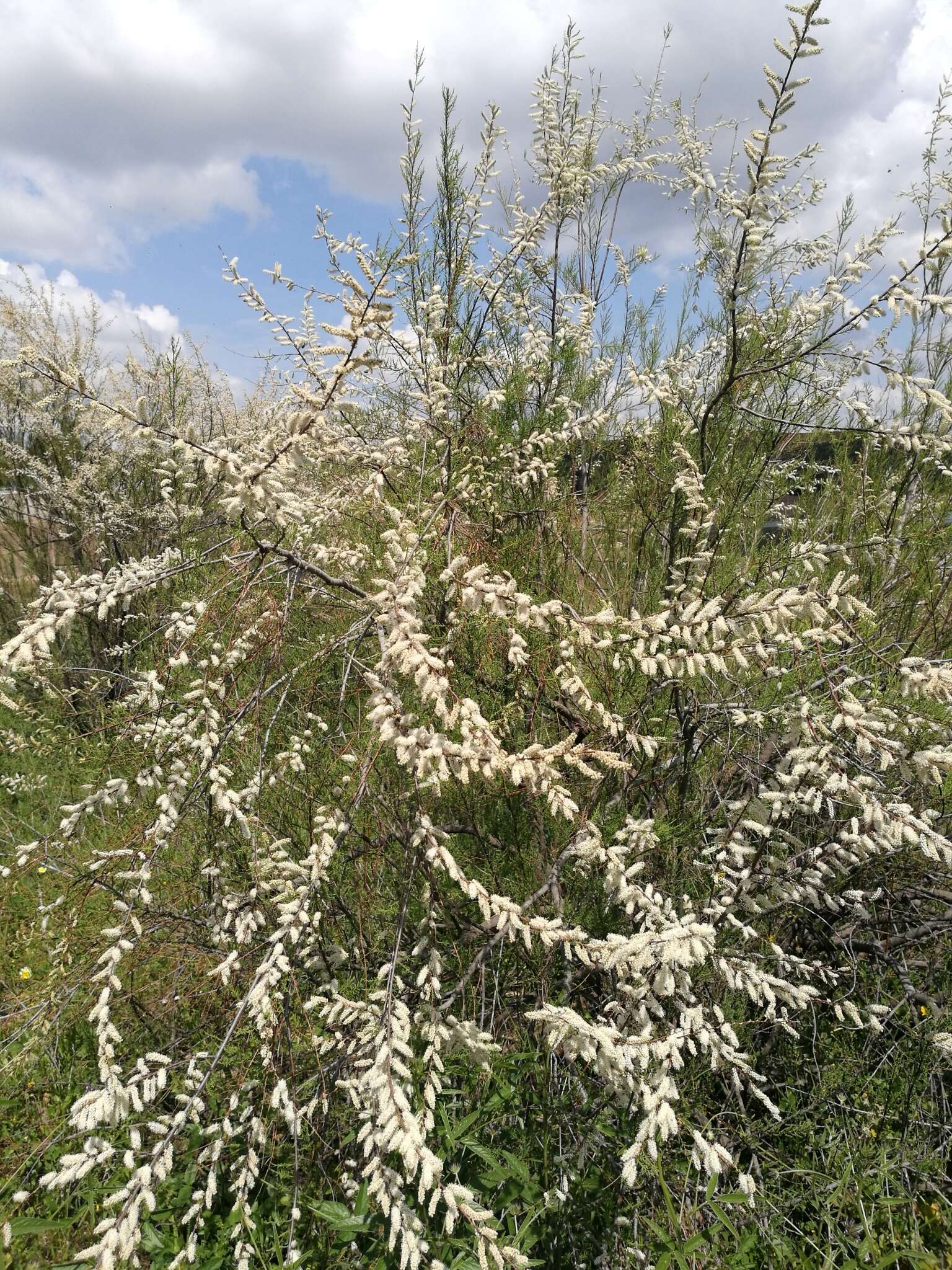 Image of African tamarisk