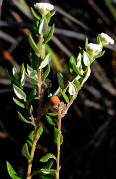 Image of Phylica nervosa Pillans