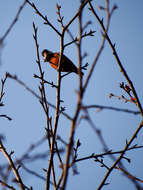 Image of Chestnut-bellied Tit