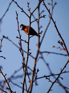 Image of Chestnut-bellied Tit