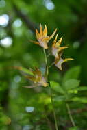 Imagem de Tainia cordifolia Hook. fil.