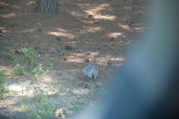 Image of Delmarva Peninsula fox squirrel