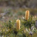 Image de Banksia attenuata R. Br.