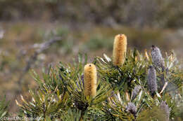 Plancia ëd Banksia attenuata R. Br.