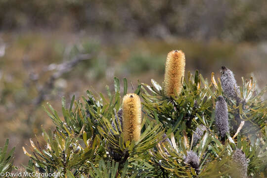 Image de Banksia attenuata R. Br.