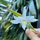 Image de Dendrobium crumenatum Sw.