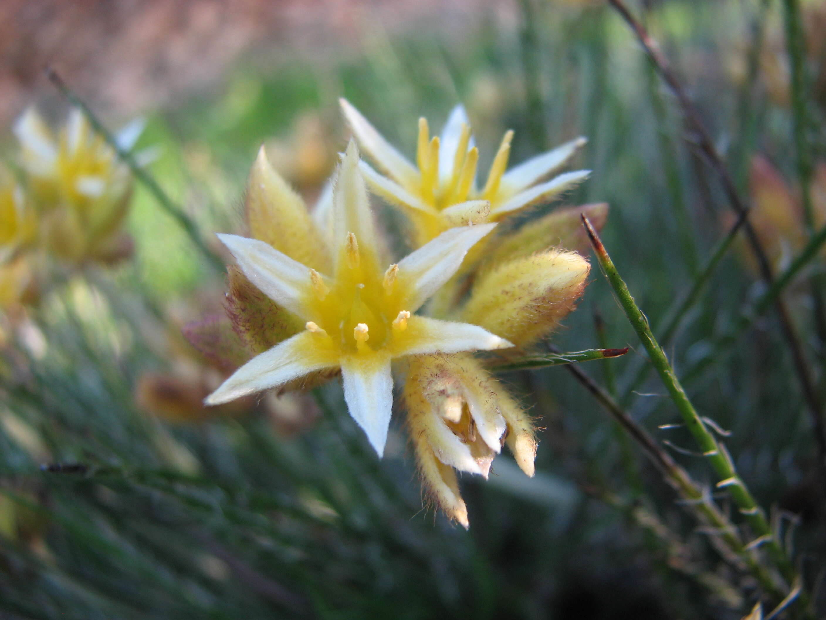 Image of Conostylis