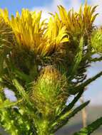 Image of Berkheya echinacea subsp. echinacea