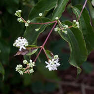 Image of Heptacodium