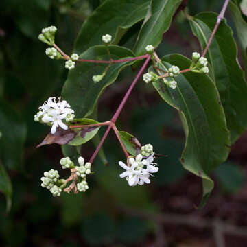 Image of Heptacodium