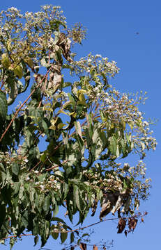 Image of Heptacodium