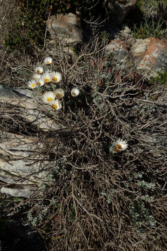 Image of Helichrysum retortum (L.) Willd.