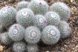 Image of Mammillaria geminispina Haw.