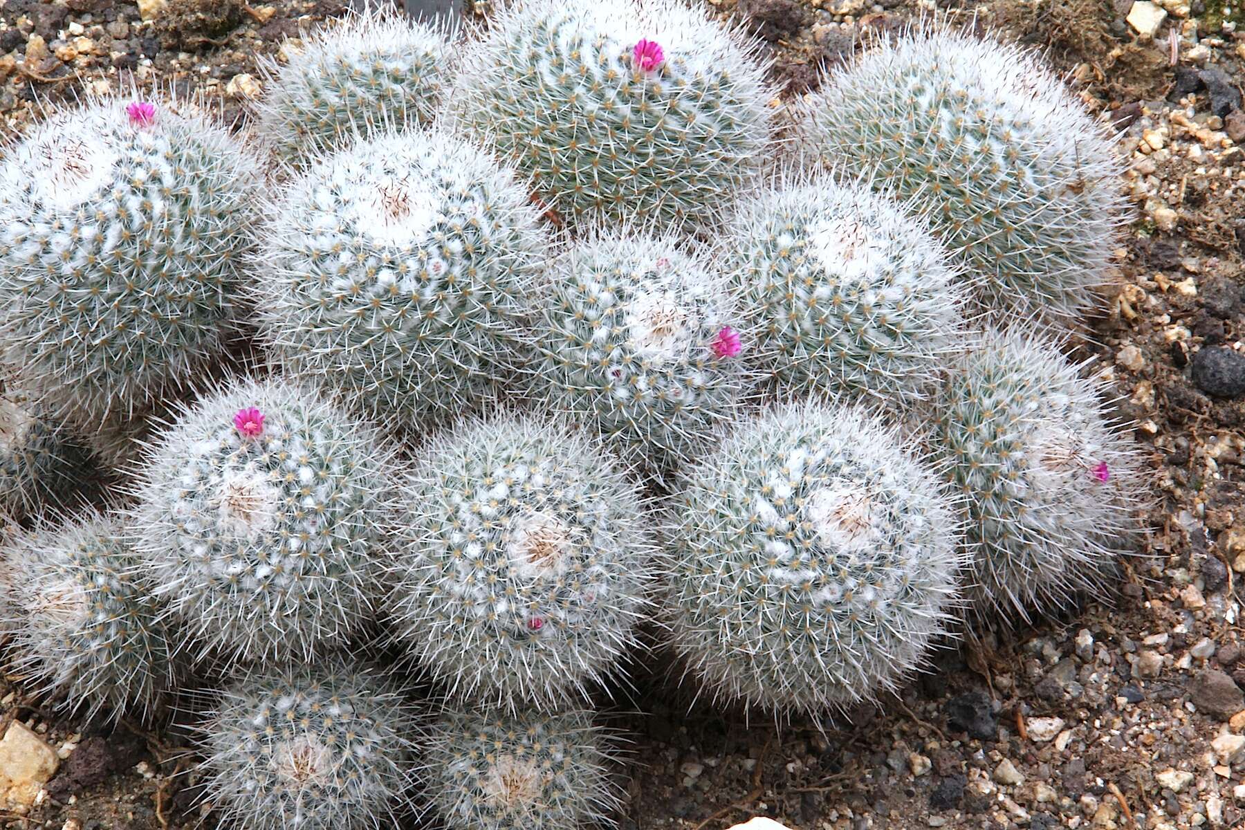 Image of Mammillaria geminispina Haw.