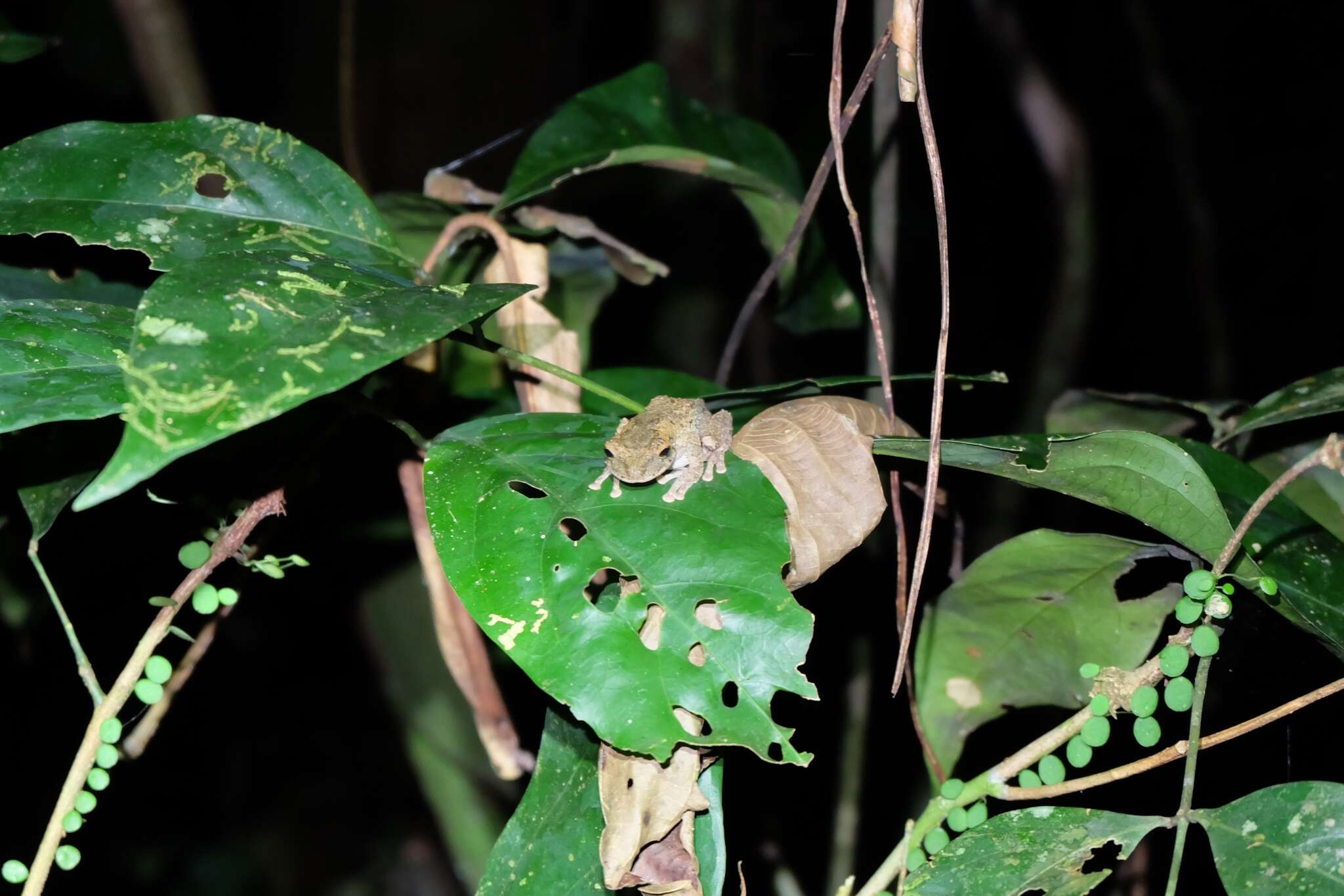 Image of Helena's slender-legged tree frog