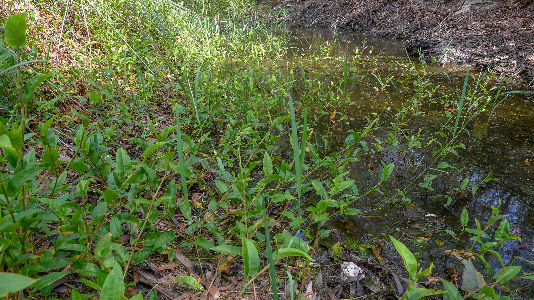 Image of Persicaria strigosa (R. Br.) Nakai