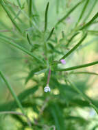 Image of american willowherb