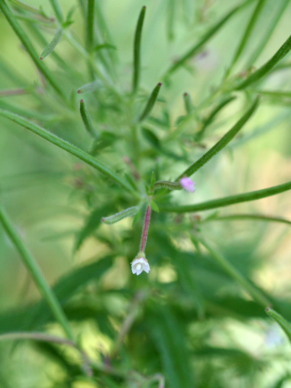 Image of american willowherb