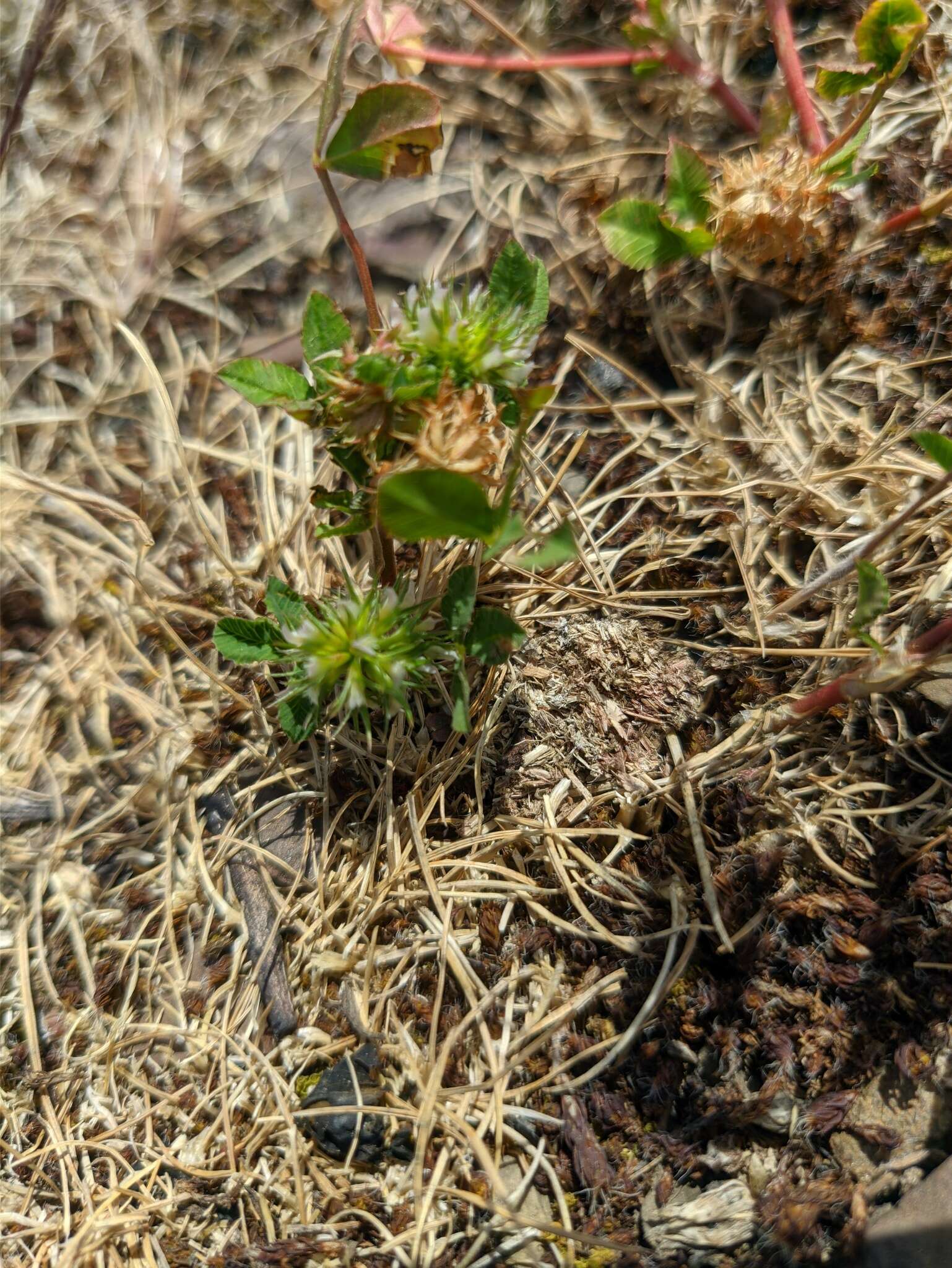 صورة Trifolium retusum L.