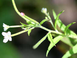 Image of american willowherb