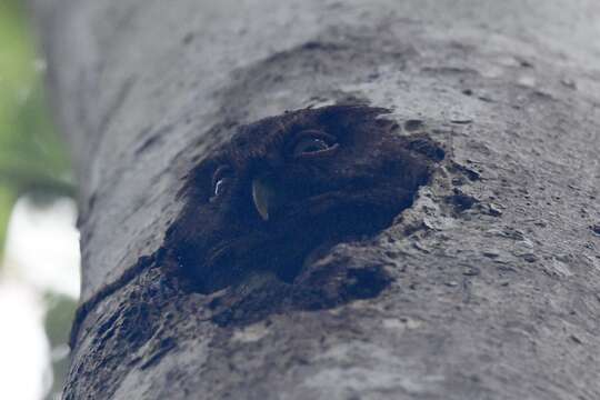 Image of Choco Screech Owl