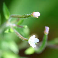 Image of american willowherb