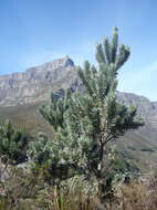 Image de Leucadendron argenteum (L.) R. Br.