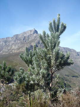 Image of Silver tree