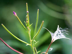 Image of american willowherb