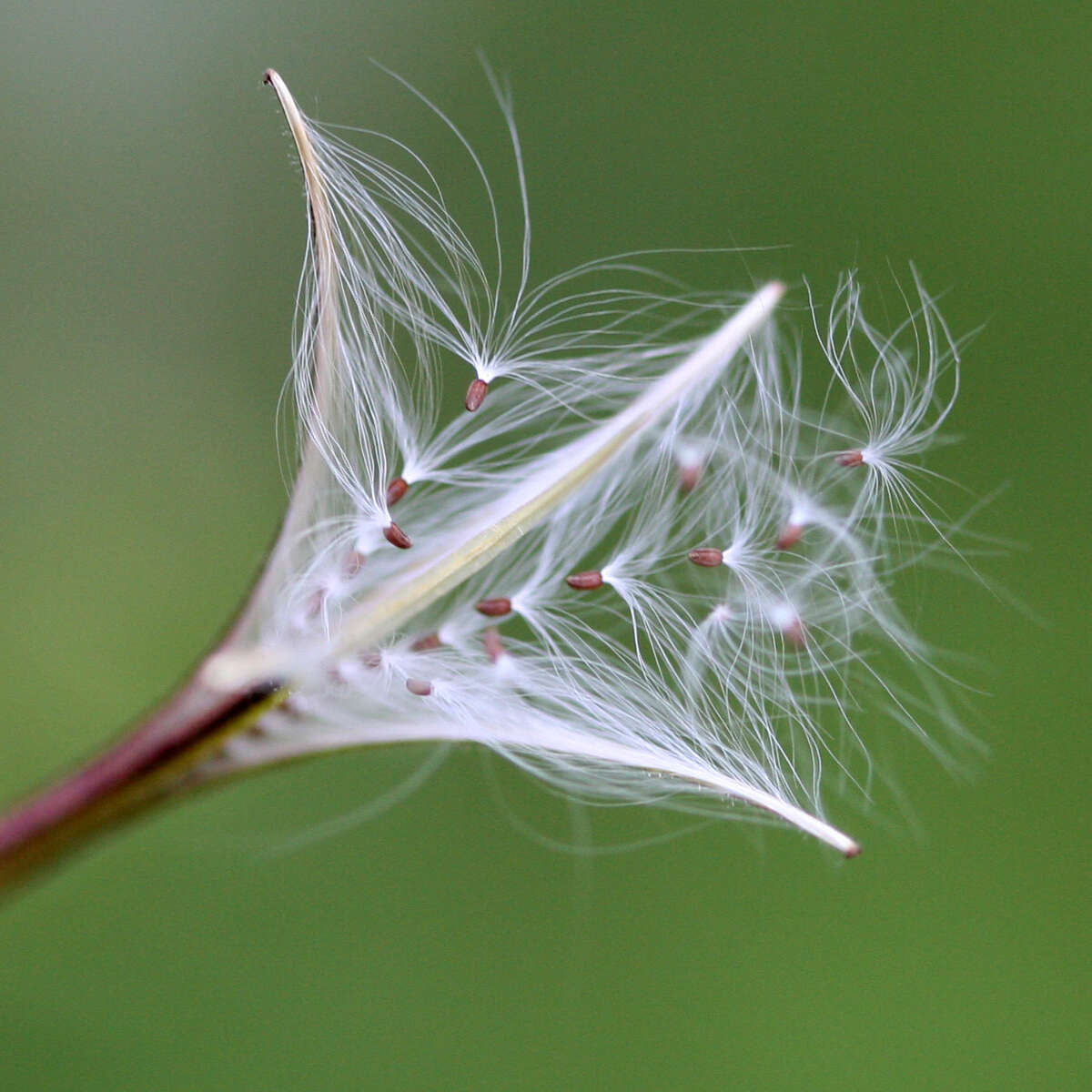 Image of american willowherb