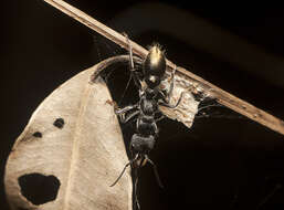 Image of Myrmecia queenslandica Forel 1915