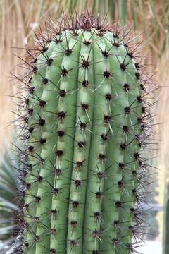 Image of Organ Pipe Cactus