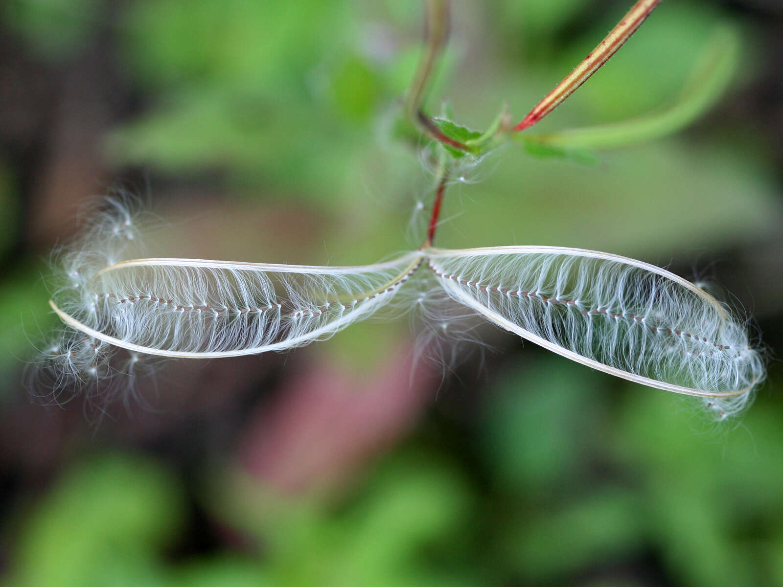 Image of american willowherb