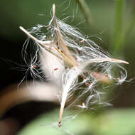 Image of american willowherb