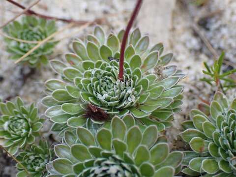 Image of Stylidium piliferum R. Br.