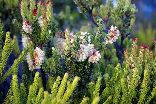 Image de Vaccinium stapfianum Sleum.