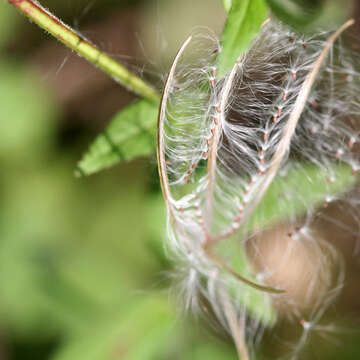 Image of american willowherb