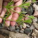 Слика од Galium spurium L.