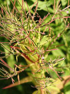 Image of american willowherb