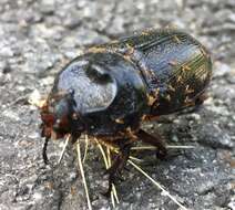 Image of Asian rhinoceros beetle