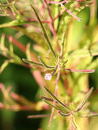 Image of american willowherb