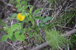 Image of Turner's buttercup