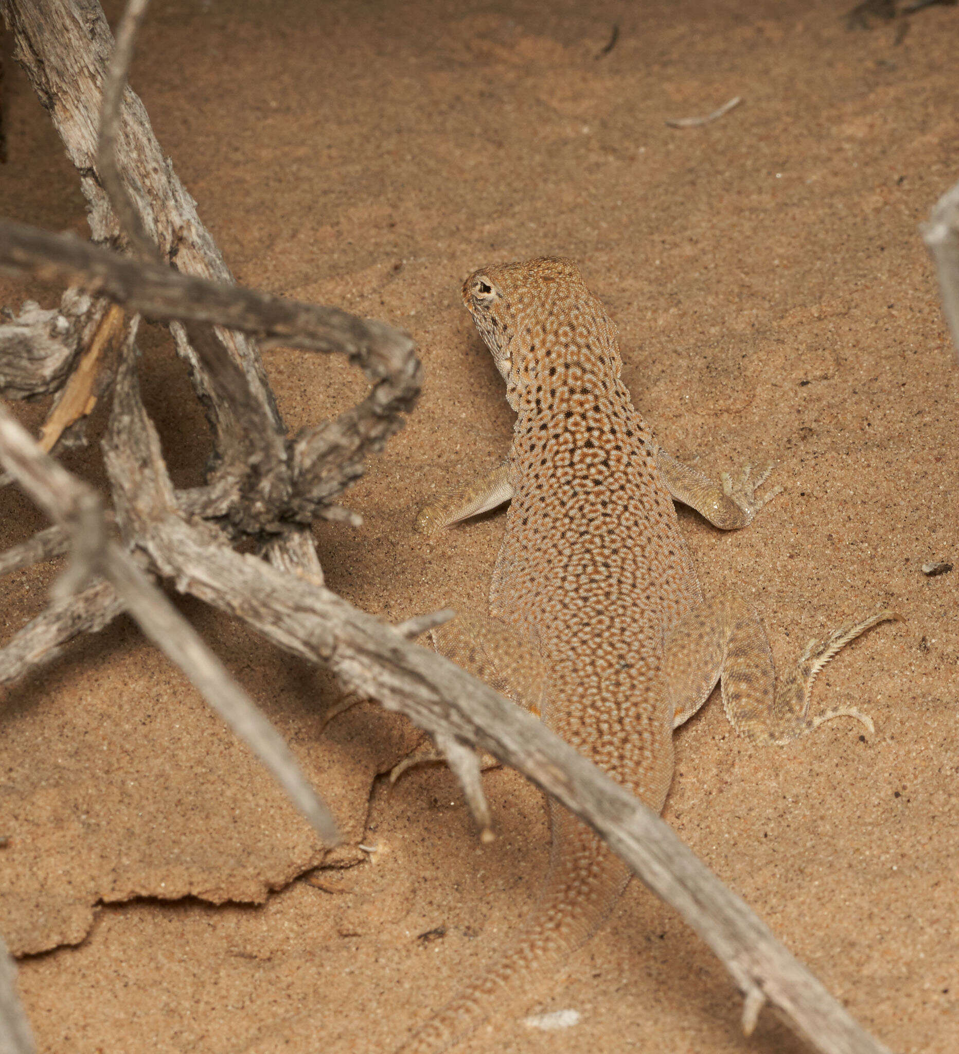 Image of Mojave Fringe-toed Lizard