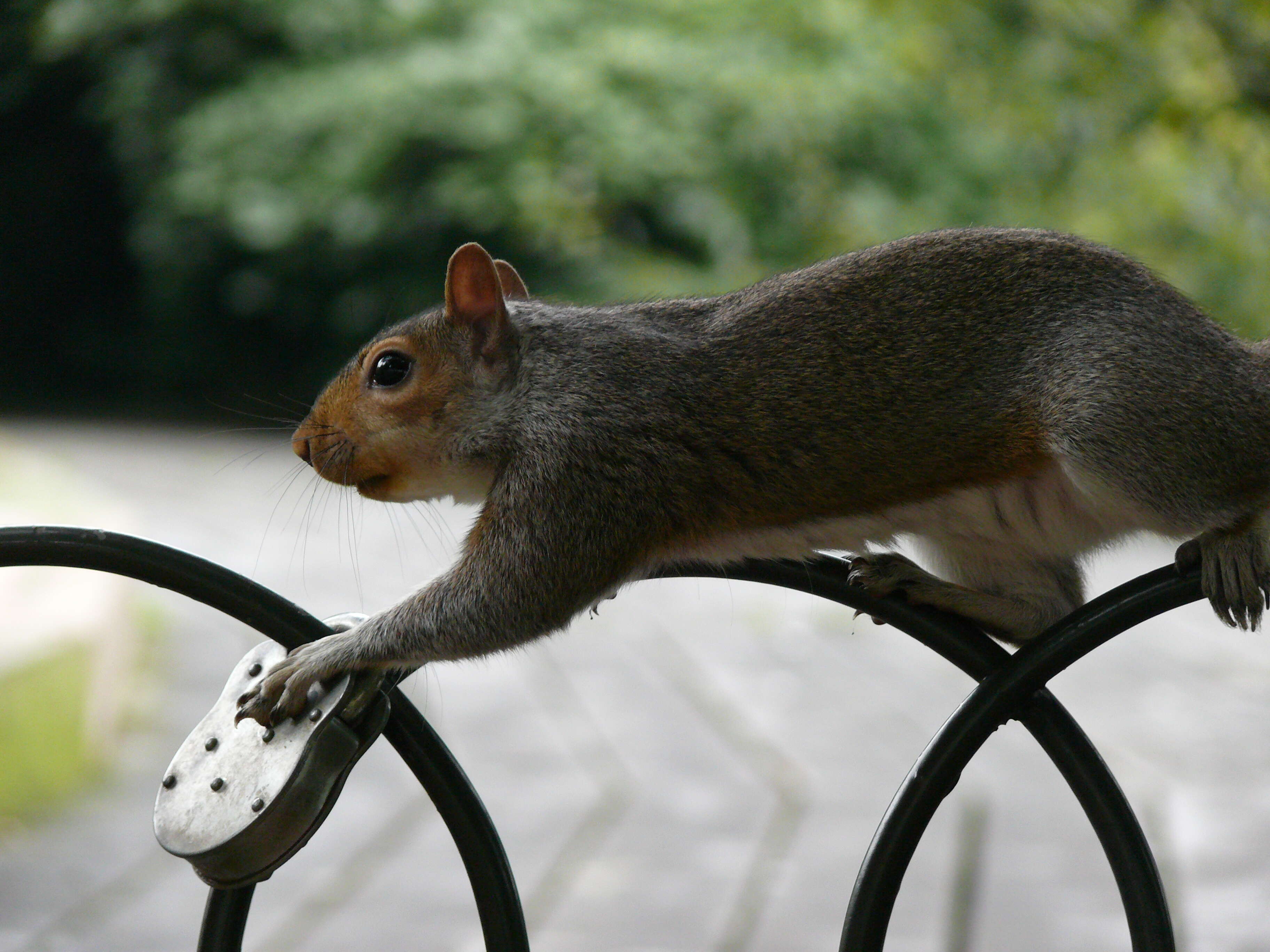 Image of Sciurus subgen. Sciurus Linnaeus 1758